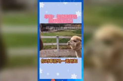 娱乐吃瓜羊,揭秘娱乐圈那些不为人知的幕后故事