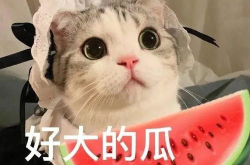 娱乐吃瓜酱小猫刀,揭秘娱乐圈背后的刀光剑影