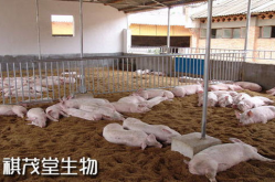 养殖业信息,政策、技术、市场多维分析”